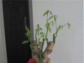 春季花卉修剪：4~5月剪发财树