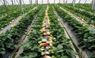 除草剂：双重作用