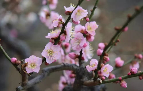 修剪后的保养：美丽延续的关键