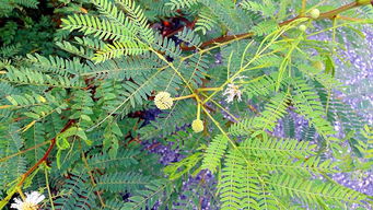 网购五针松种子靠谱吗？