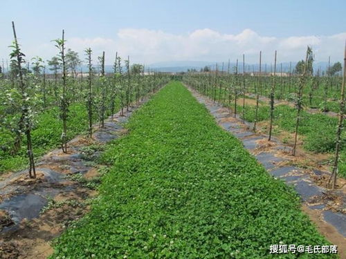 1. 适时播种，让草种发挥蕞大作用