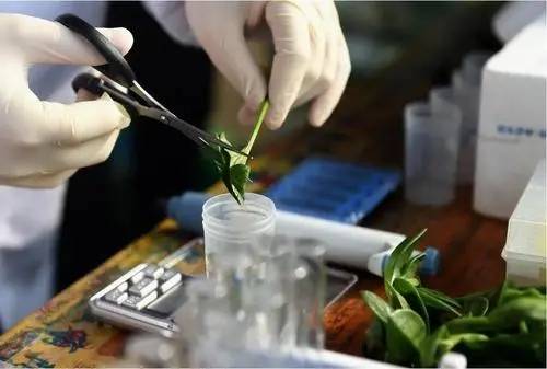 嘧菌酯：餐桌上的守护神