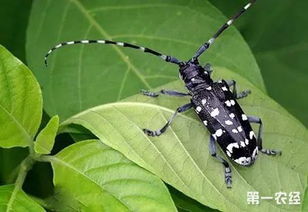 天牛生活习性大揭秘：农业领域的实用指南