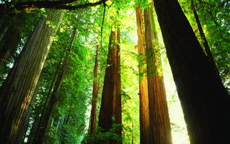 榉木家具真的耐用吗？