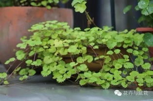 揭秘金钱薄荷养殖秘诀，轻松打造绿色财富！