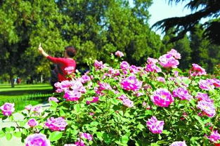 种植技巧大揭秘