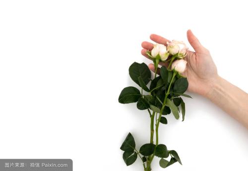 玫瑰花冬天开花的原因