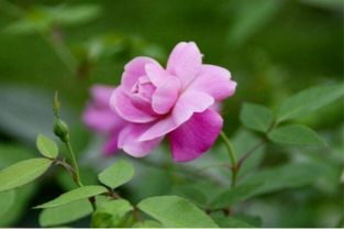 5. 百合、 菊花、红掌：对土壤要求不高，椰糠土也行