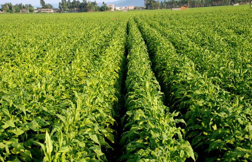 烟草赤星病的特效药揭秘