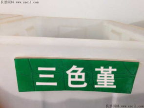 三色堇种子在什么时间播种，具体播种方法是怎样的