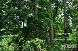 江西：香樟树的生态景观