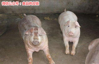 生猪养殖技术有哪些？农村猪的养殖需要注意哪些事项？