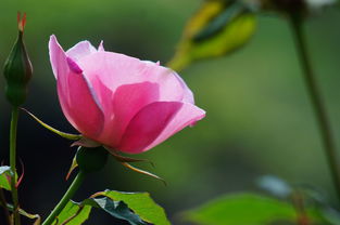 月季花， 美丽与时间的交织