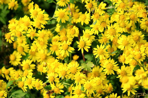 野菊花的种类与分布