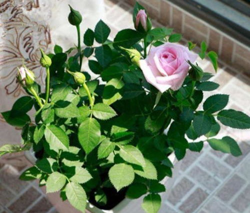 ：用心浇水， 月季树才Neng长得好