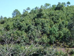 新疆树木种类大全揭秘， 梭梭耐旱植物揭秘记