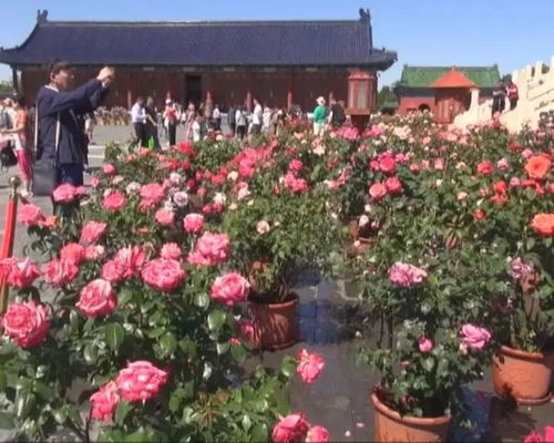 天坛月季的种植技巧