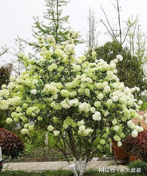 绣球、 圆锥、木绣球，攀爬好伴侣