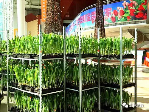 广东的花儿朵朵开，特色花卉你知多少？