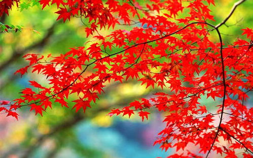 环境与人工：共舞的旋律