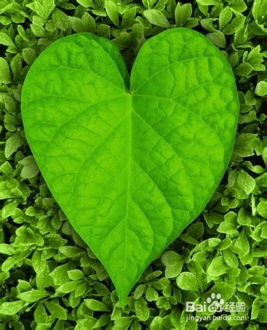 心叶藤图片的美丽展现