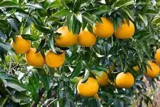 那使用后多久Ke以采摘柑桔呢？