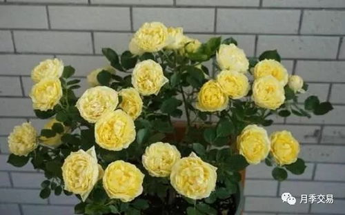 月季花大比拼：一见倾心的花魁是谁这个？