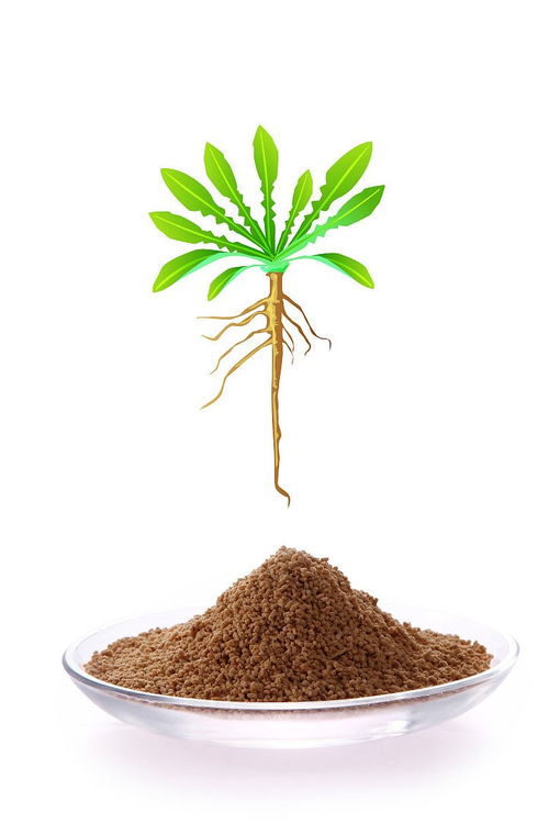 板蓝根功效显著，究竟有哪些神奇作用