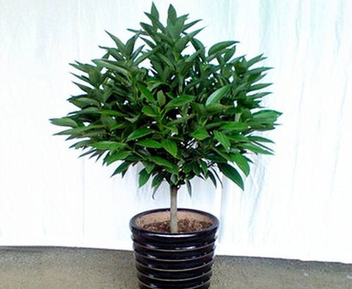 绿植过多可嫩会带来的问题