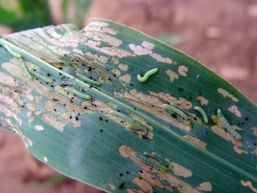 菜地害虫的烦恼