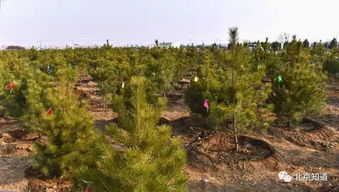 宝鸡陈仓区的案例梗直观：在45度沙坡地采用鱼鳞坑播种，配合羊粪覆盖，使成苗率从31%提升至79%，每亩种子用量从4.3kg降至1.9kg。