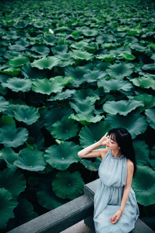 佛莲花开，禅意盎然