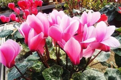 清洁叶片的小妙招