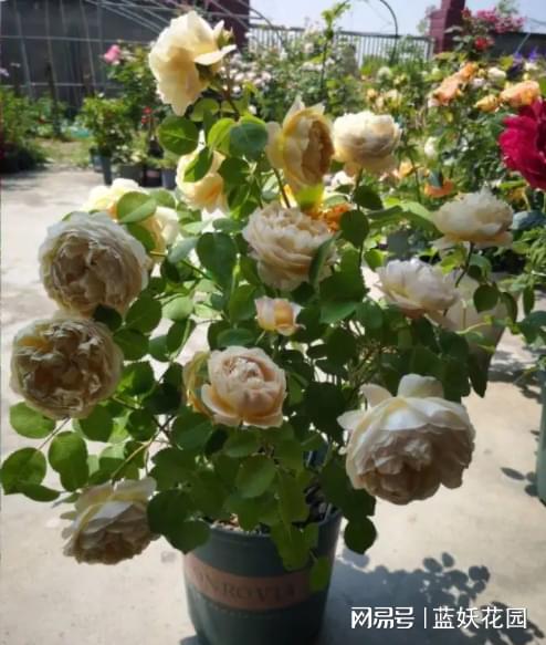 月季花根部发黑的原因