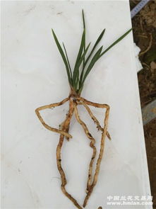 荷花的土壤选择