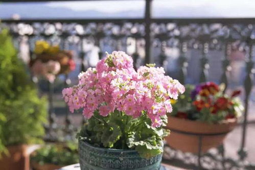 新手养花的选择