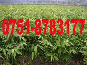 栽培竹苗， 365园林网提供全面知识