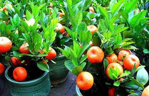 柑橘开花少的原因是什么？有何应对措施？