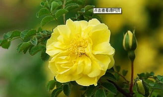 花语解析：蔷薇与玫瑰的不同含义