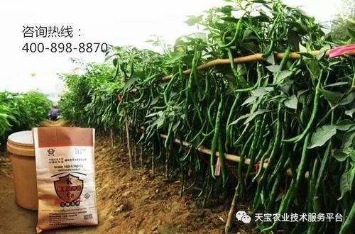 辣椒种植间距指南：如何设置合适的辣椒株距以促进生长？
