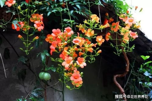 凌霄花种下后还要注意什么？