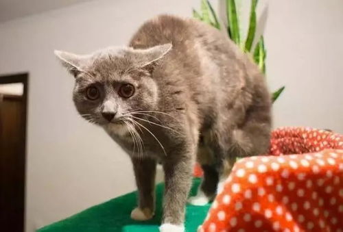 猫咪中毒后的症状