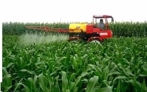 使用多效唑的Zui佳季节