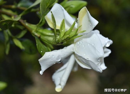 小叶栀子为何突然大量叶片脱落，是何原因导致其叶片枯萎
