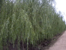 水杉卫士，垂柳固土