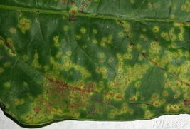 那咱们人接触锈病会有什么危害吗？