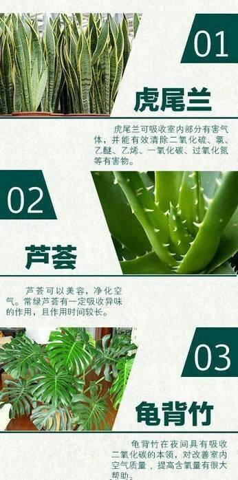 甲醛克星植物排行榜，你知道哪些