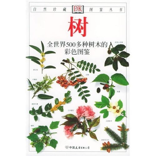 如何识别银杏树