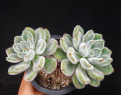 多肉植物，萌萌哒