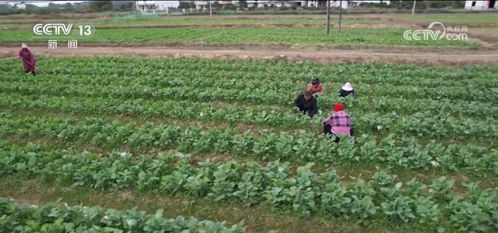 唐菖蒲越冬的重要性